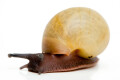Archachatina marginata icterica Nigeria juvenil